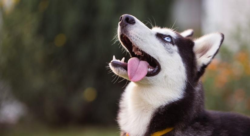 Fára mászott husky kutya miatt hívták a rendőrséget – épp egy mókust üldözött