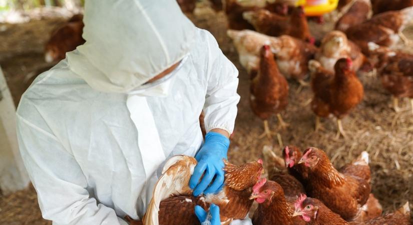 Fenyeget a madárinfluenza-járvány, a Nébih szigorít
