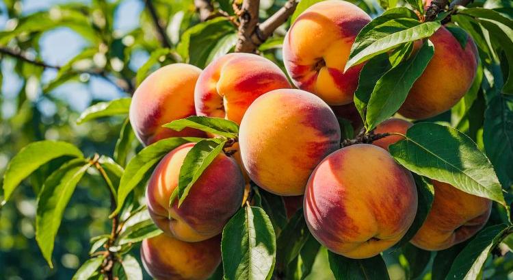 Így próbálták túlélni a barackok 2025-öt