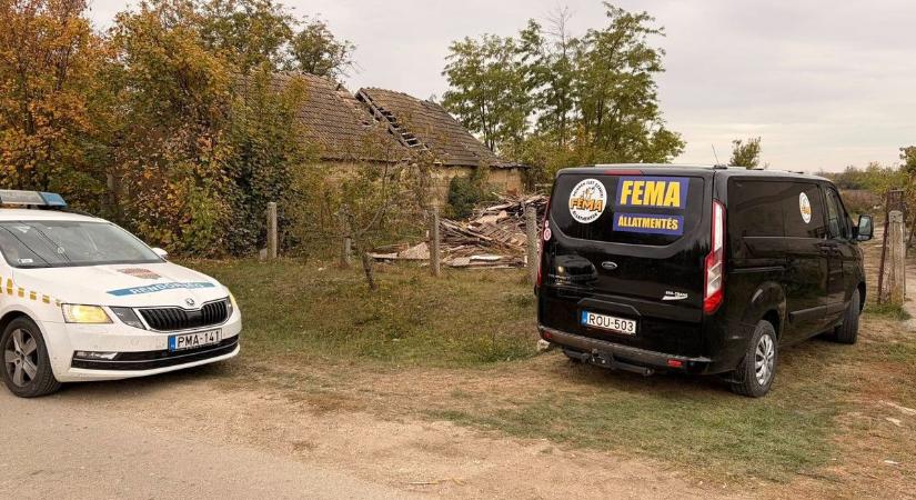 Rémálom a faluban: magukra hagyott kutyákat találtak a romos kislángi háznál