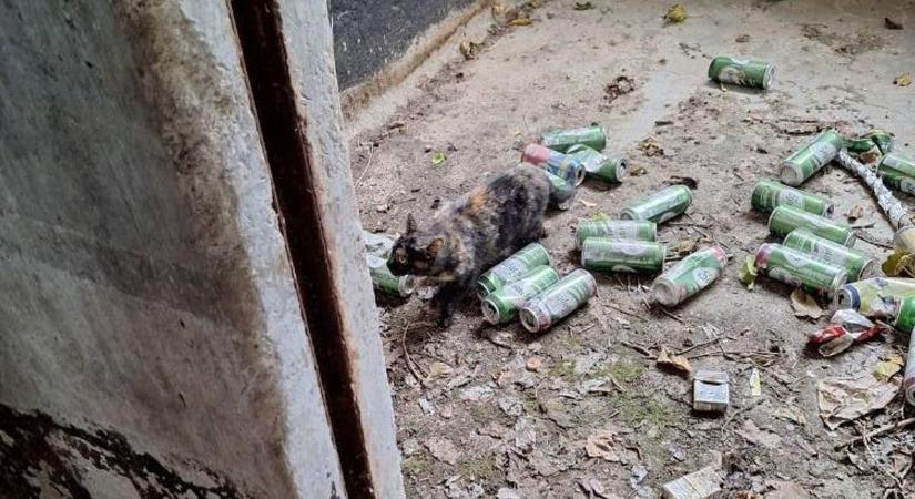 Szorult helyzetben a macska – A Meggyeserdei Menedék Alapítvány ismét segített