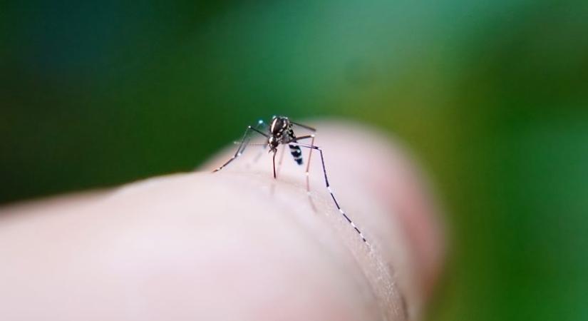Nemsokára Izlandra sem menekülhetünk a szúnyogok elől