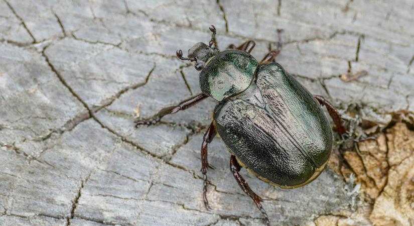 Három jelölt, egy cím – válasszuk az év rovarát!