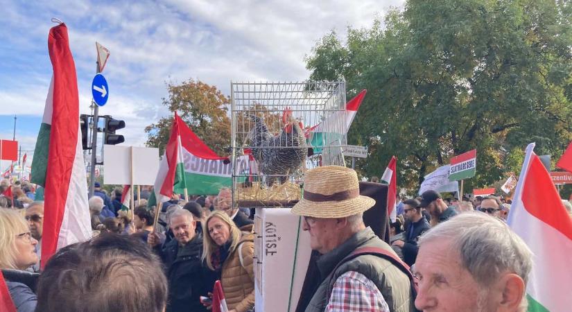 Orbán mondja: Kukurikú – a Békemeneten egy ketrecbe zárt élő kakast visznek Magyar Pétert csúfolva