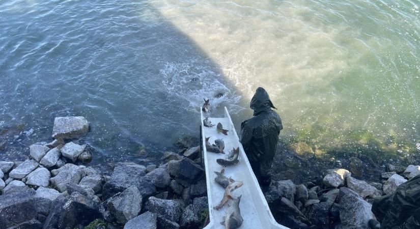 Balaton: lendületesen zajlik a haltelepítés, pénteken újabb ponty és süllőszállítmány érkezhet