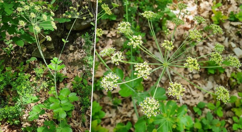 Sujtár: zellerféle, hármasan összetett levelekkel