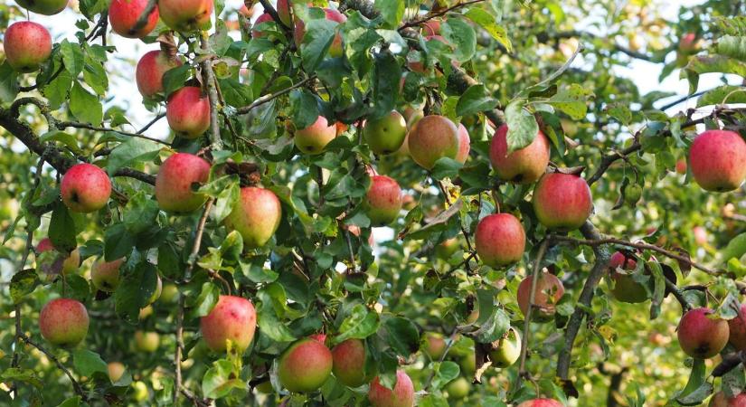 Túl sok az alma, túl alacsony az ár – feszültség a lengyel piacon