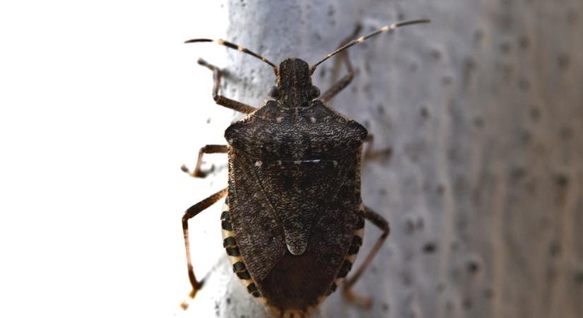 Megint rengeteg a poloska – Mit csináljunk velük, hogy eltűnjenek?