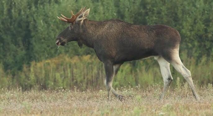 Közel 400 kilós jávorszarvassal ütközött egy autós