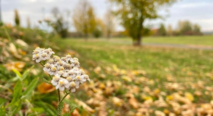 Felszakadozhat a felhőzet pénteken