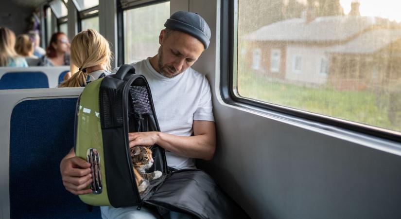 Amikor a macskanyávogás megváltássá válik