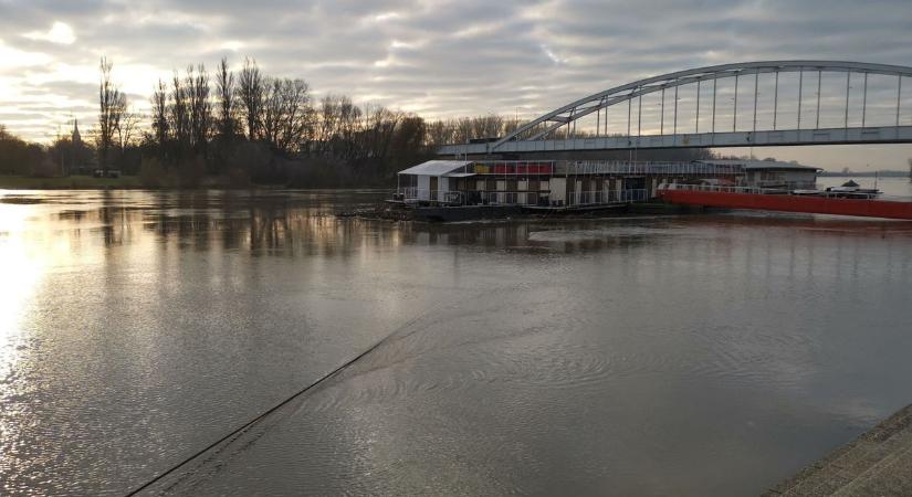 Visszatértek a Tiszára a hattyúk, gyönyörű látvány fogadta a szegedieket