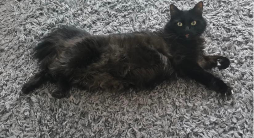 Kivi naplója: spriálfüzetnyi szeretet egy cicáról