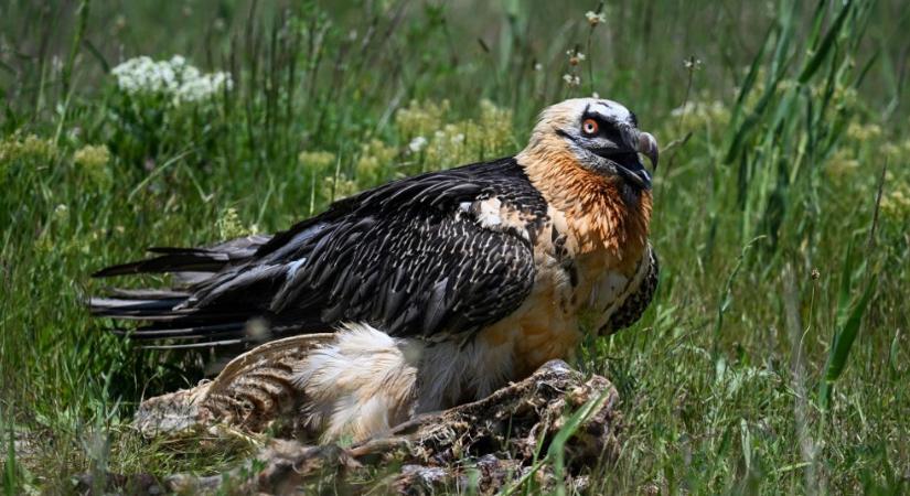 Időutazás? 700 éves cipőt találtak egy madárfészekben