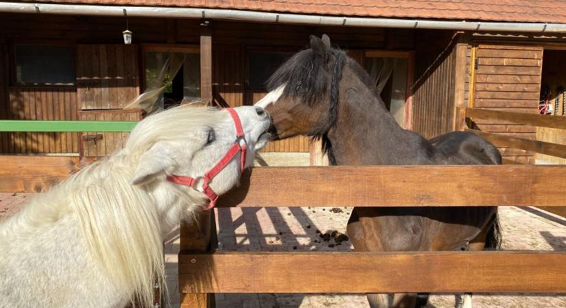 Madársimogatásra és póniápolása hívnak minket a Bakony legszebb pontjára