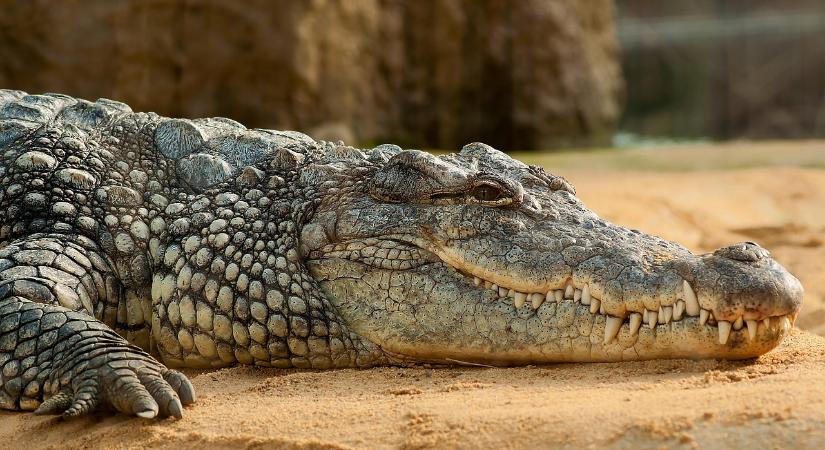 A krokodilok felismerik a csecsemősírást – sötét okból