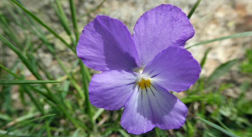 Sarkantyús árvácska – a hegyi virág, ami a balkonon is hódít!