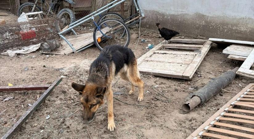 Áldatlan körülmények és kilátszó bordák – ismét szörnyű körülmények között lévő kutyákat mentett a Fema