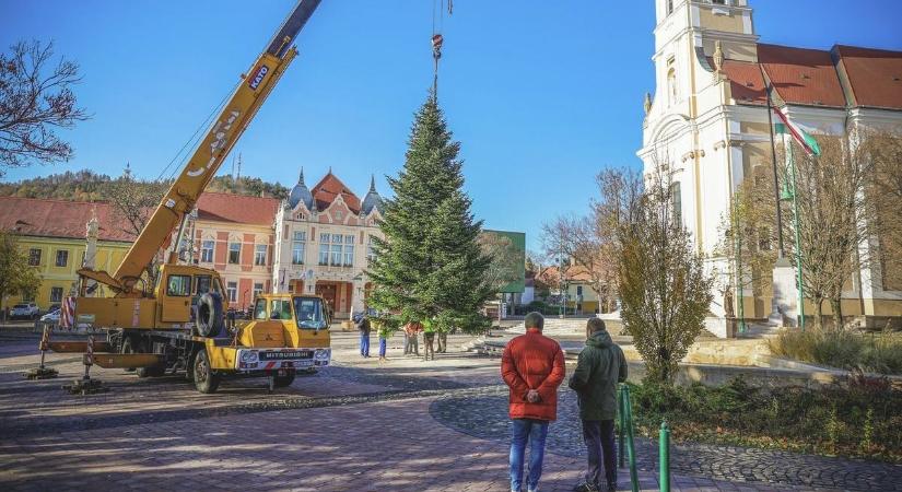 Már keresik a város karácsonyfáját, mutatjuk, hogy lehet felajánlást tenni
