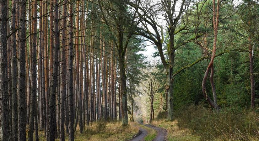 Nemes Nagy Ágnes – és a gyerekversek