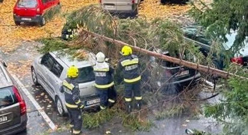 Fa dőlt parkoló autókra Miskolcon október 24-én, a tűzoltók intézkedtek