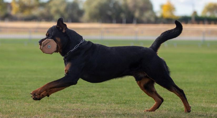 A világ legjobb Rottweiler kutyáival találkoztunk – fotók