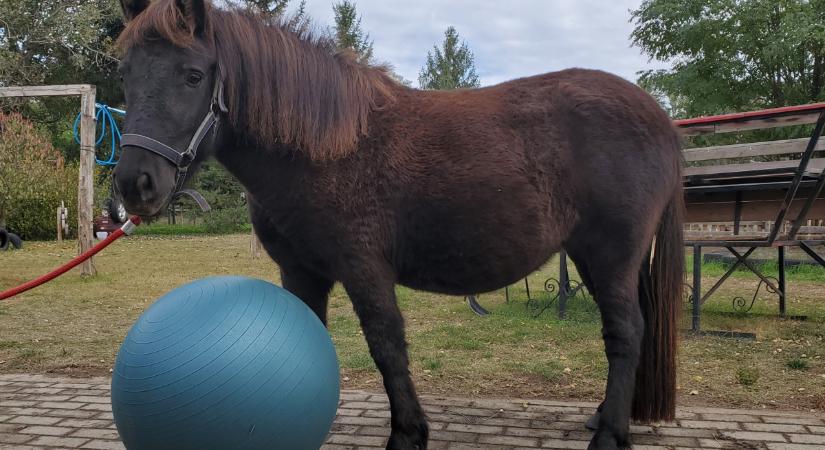 Szakmai napra várják a nehézségekkel küzdő gyerekeket és hozzátartozóikat a debreceni Kortaportán