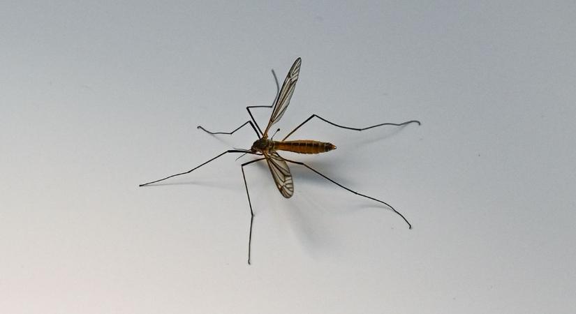 Vérszívó-invázió: elesett az utolsó végvár – már nincs olyan ország, ahol megússzuk a nyaralást szúnyogriasztó nélkül