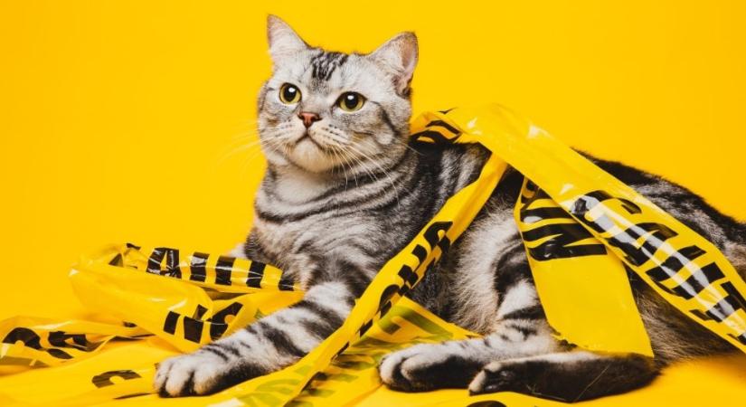 Az agyunkat támadja meg a macskák egyik parazitája