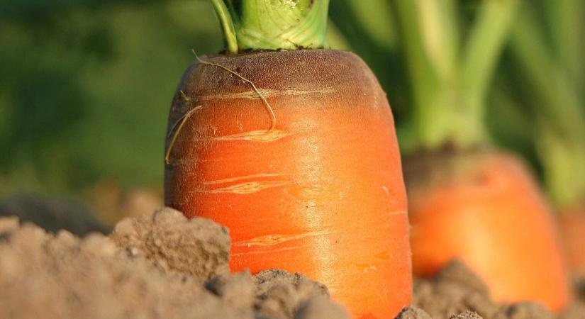 Meddig hagyhatjuk a sárgarépát a földben?