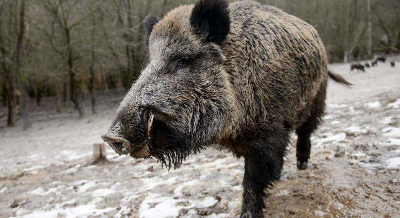 Újabb botrány a láthatáron: a Hegyvidéken kivégzik a vaddisznókat