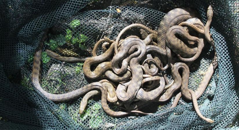 Megrémült a hevesi nő attól, amit a pincéjében látott – mit keresnek a hüllők a házaknál?