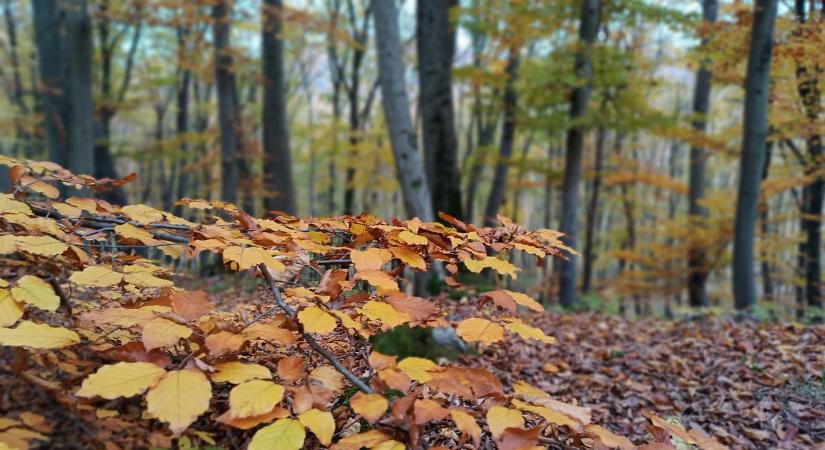 A föld alól támad a rózsaszín szörny! Ritkaságot fotóztak az Aggteleki Nemzeti Parkban