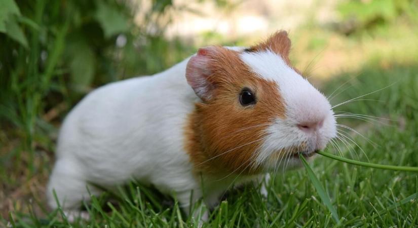 Tengerimalacok étrendje: mit tegyél a tálba?