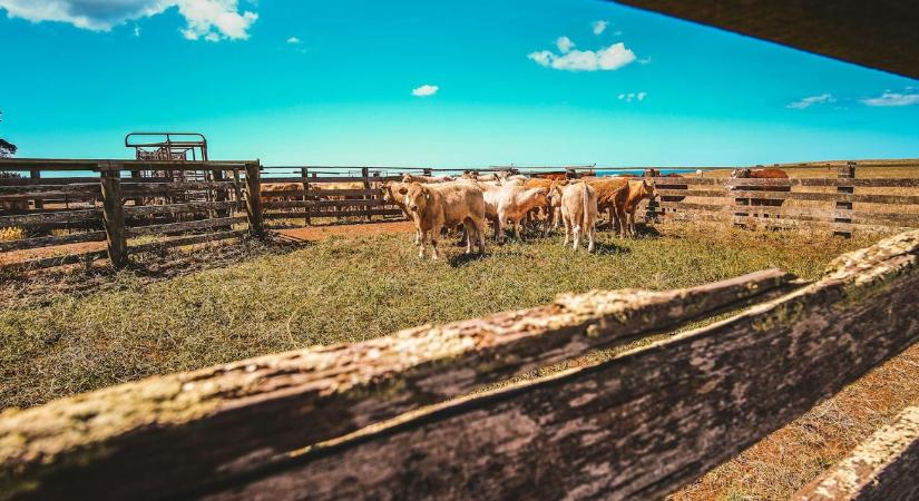 Nem viszik el többé: a gazdák maguk temethetik el az állataikat