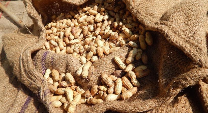 Forradalmi áttörés: egy tanulmány szerint a földimogyoró korai bevezetése milliók életét mentheti meg az allergiától