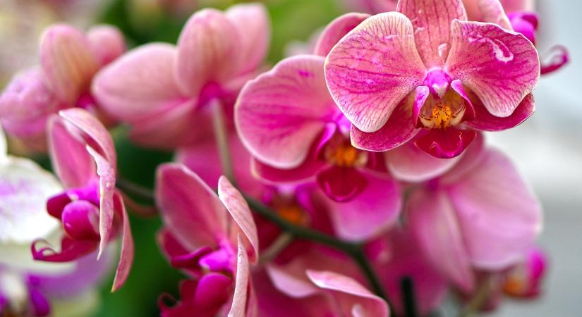 Az orchidea évekig virágzik, ha ezt a 4 szabályt betartja