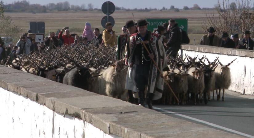 Megtartották a Szent Dömötör-napi behajtási ünnepet Hortobágyon – fotókkal, videóval