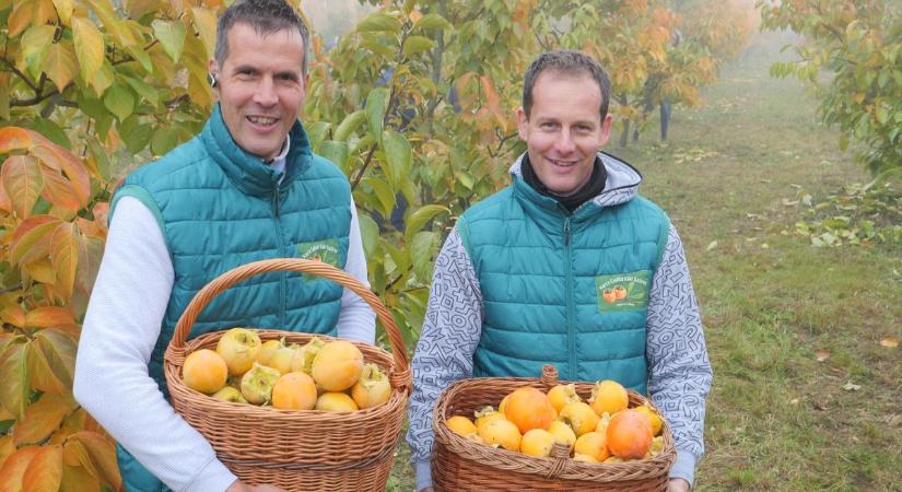 Nem jutott mindenkinek a zalai szupergyümölcsből – ez volt az oka (galéria)