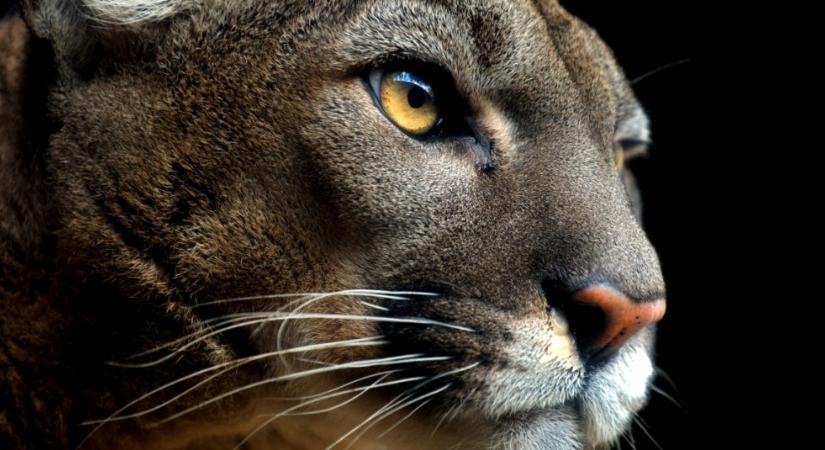 20 év után szabadult a láncra vert puma: videón a mentőakció