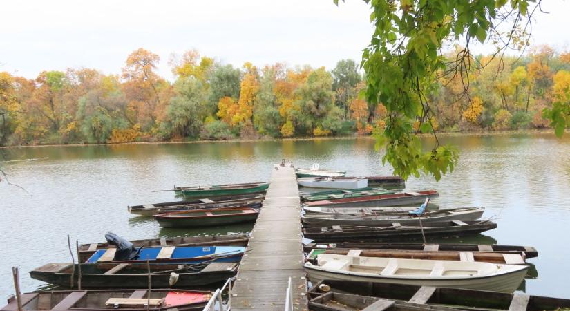 Festői látvány fogadja a látogatókat Mártélyon, aranyszínben ragyog a Holt-Tisza partja – galériával, videóval