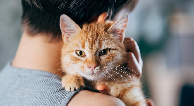 Így meríthetsz ihletet Pavlov kísérleteiből, ha a macskád életét akarod komfortosabbá tenni