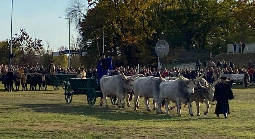 Hortobágyi behajtás: az őszi rónaság leglátványosabb időszaka – galériával, videóval