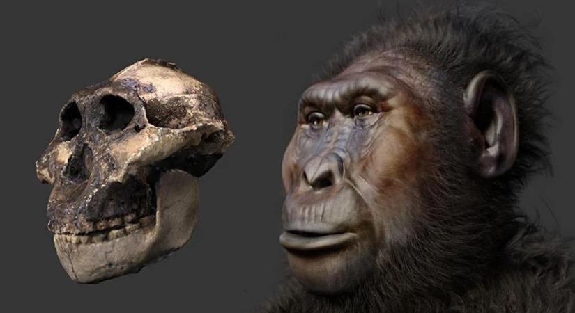 Ősi rokonunk, aki képes volt az eszközhasználatra – új fényben a Paranthropus boisei