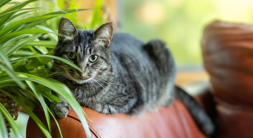 Árthat a macskának, ha megrágja a csokrosindát? (videó)