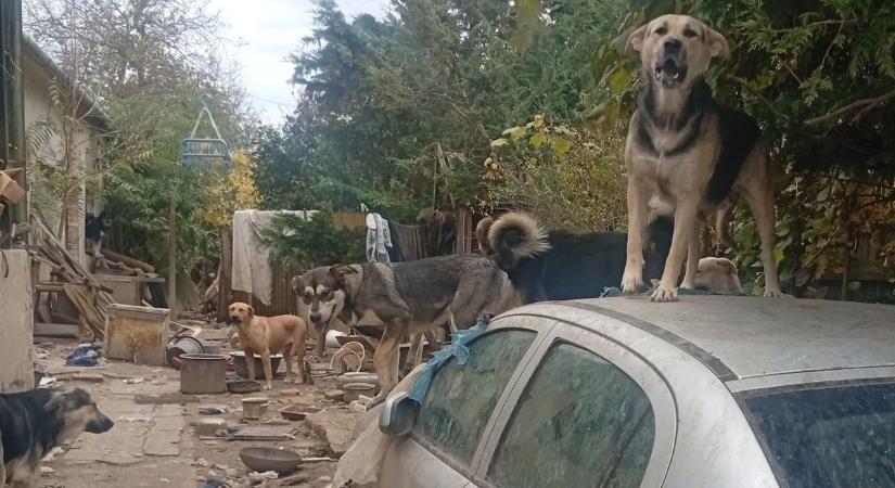 Nagyszabású állatmentő akció a vasi faluban: 27 kutyát mentettek ki egy háztól - fotók