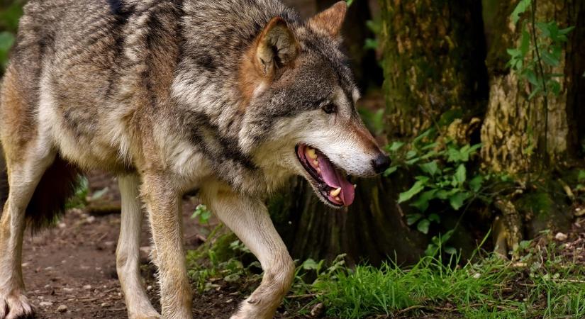 Szürke farkas Magyarországon – élőhely, táplálkozás, érdekességek