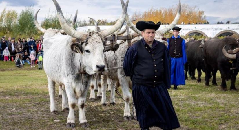 Szent Dömötör napján a Hortobágyon – élő örökség és pásztorbecsület