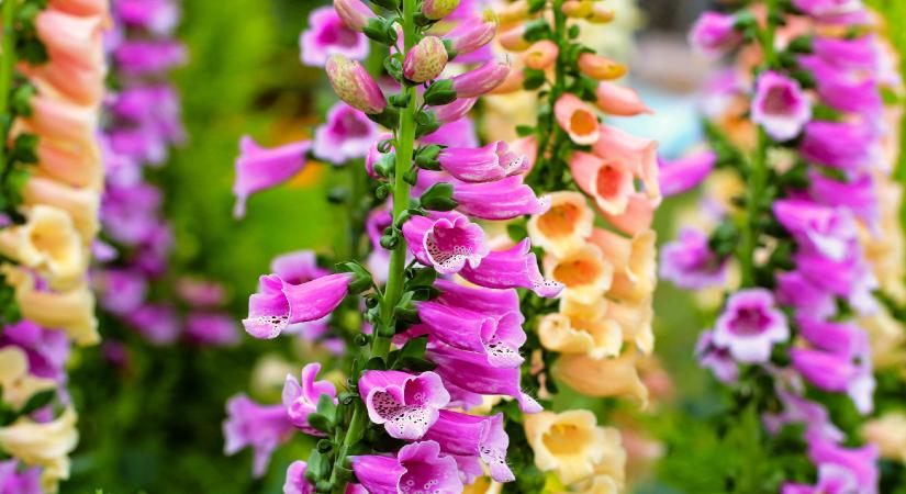 Védett növényeink