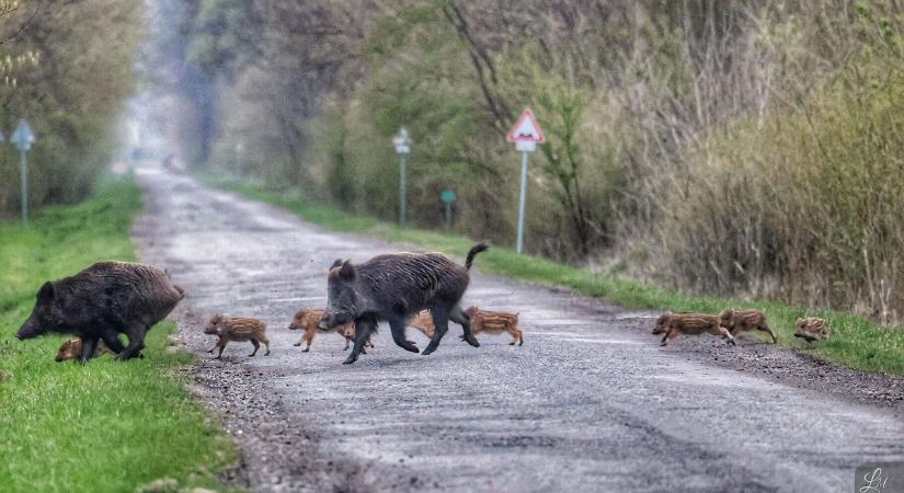 Ez kell a lelkednek: lélegzetelállító állatfotók egy baranyai fotós keze által (GALÉRIA)